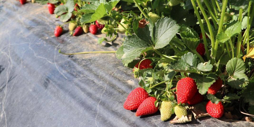 Reçellerin gözdesi sason çileğinin hasadı gecikti: Hangi hastalıklara iyi geliyor, faydaları neler? 6